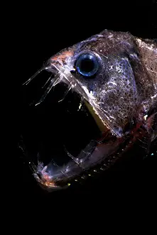 Trench Prints: Pacific Viperfish