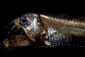 Trench Prints: Pacific Viperfish