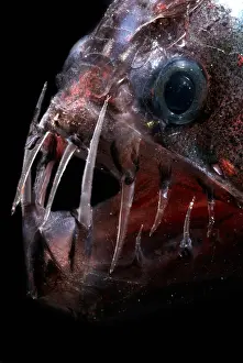 Trench Prints: Pacific Viperfish