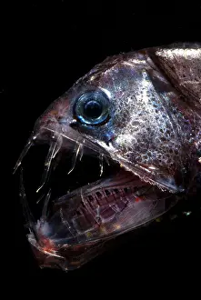 Trench Prints: Pacific Viperfish