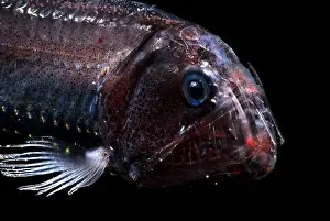 Trench Prints: Pacific Viperfish