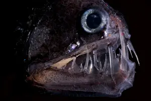 Trench Prints: Pacific Viperfish