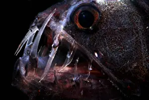 Trench Prints: Pacific Viperfish