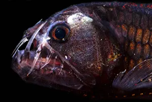 Trench Prints: Pacific Viperfish