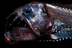 Trench Prints: Pacific Viperfish