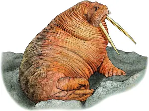 Carnivore Prints: Pacific Walrus