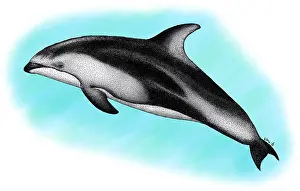 Dolphin Prints: Pacific White-Sided Dolphin