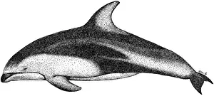 Animals Prints: Pacific White Sided Dolphin