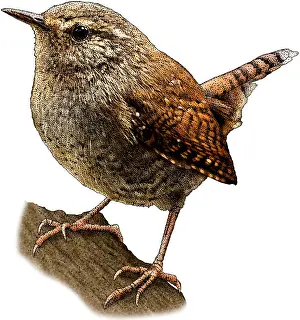 Songbird Prints: Pacific Wren