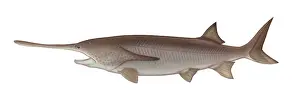 Best Sellers Part IV Prints: Paddlefish or Oarfish, a Type of Gamefish