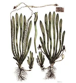 Grass Prints: Page from Darwin's Botanic Garden