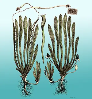 Grass Prints: Page from Darwin's Botanic Garden