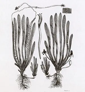 Garden Prints: Page from Darwin's Botanic Garden