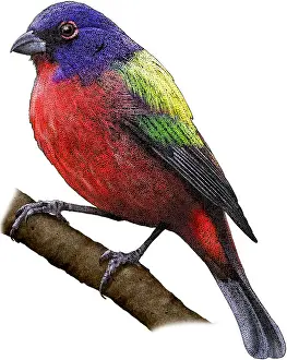 Birds Prints: Painted Bunting, Illustration