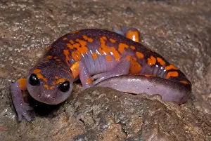 Painted Prints: Painted Ensatina Salamander