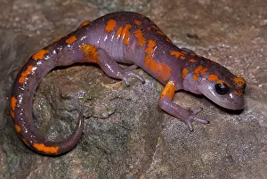 California Prints: Painted Ensatina Salamander
