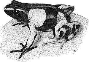 Painted Prints: Painted Mantella frog