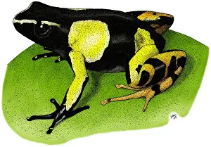 Painted Prints: Painted Mantella Frog