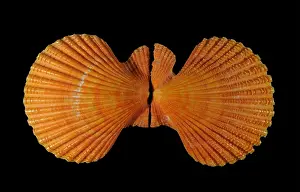 Painted Prints: Painted Scallop