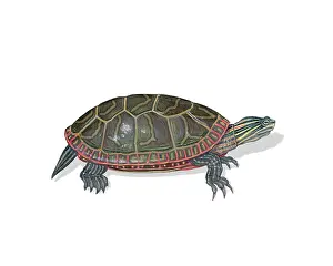 Painted Prints: Painted Turtle