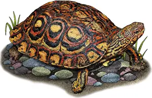 Painted Prints: Painted Wood Turtle