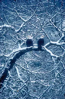Tree Prints: Pair of bald eagles