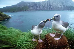 Animals Prints: Pair of grey-headed albatross