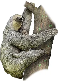 Sloth Prints: Pale Throated Sloth