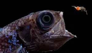 Sacs Prints: Palebelly Searsid (Barbantus curvifrons)