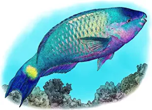 Actinopterygii Prints: Palenose parrotfish