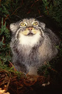 pallas cat manul rare type wild cat
