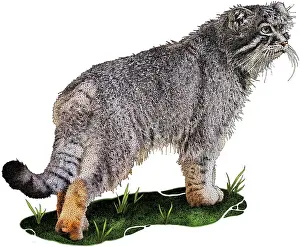March Prints: Pallas's Cat, Otocolobus manul, Illustration