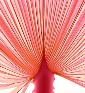 Angiosperm Prints: Palm Leaf, X-ray