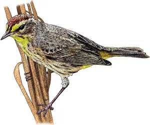 2016 Prints: Palm Warbler