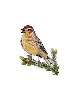 Branches Prints: Palm Warbler (Setophaga palmarum)
