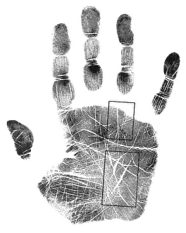 Forecast Prints: Palmistry, Apollo and Mercury Lines