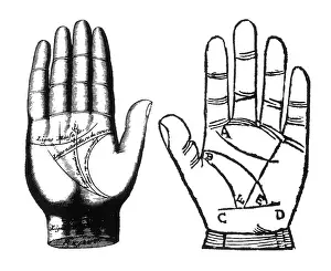 Forecast Prints: Palmistry, Ronphile and Indagine Palm Lines