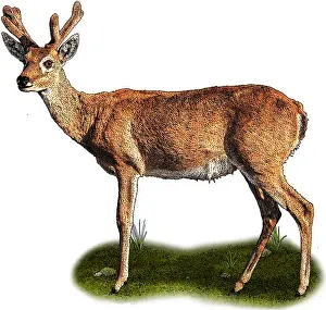 Game Animals Prints: Pampas Deer