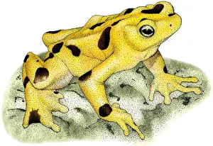 Panama Prints: Panamanian Golden Frog
