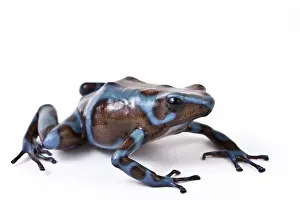 Form Prints: Panamanian Green and Black poison dart frog