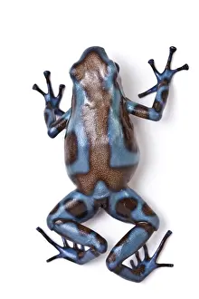 Form Prints: Panamanian Green and Black poison dart frog