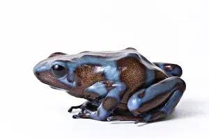 Form Prints: Panamanian Green and Black poison dart frog