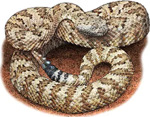 California Prints: Panamint Rattlesnake, Illustration