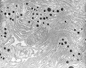 Bats Prints: Pancreas, Endoplasmic Reticulum, TEM