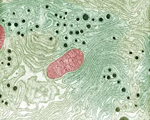 Bats Prints: Pancreas, Endoplasmic Reticulum, TEM