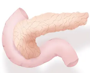 Intestines Prints: Pancreas Illustration