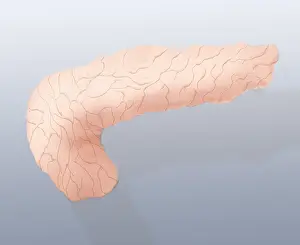 Small Prints: Pancreas Illustration