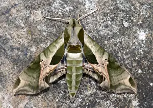 Sphinx Prints: Pandorus Sphinx Moth, Eumorpha pandorus