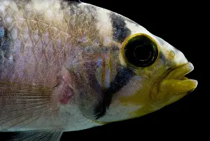 Dwarf Prints: Pandurini Apistogramma