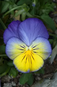 Natural Prints: Pansy